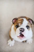 Picture of english bulldog puppy looking up