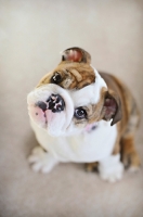 Picture of english bulldog puppy looking up with tilted head