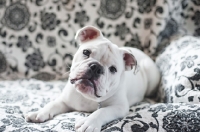 Picture of english bulldog puppy lying on couch with tilted head