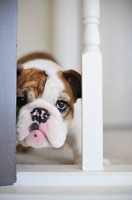 Picture of english bulldog puppy peeking through railing
