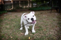 Picture of english bulldog puppy playing with stick in mouth