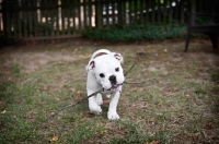 Picture of english bulldog puppy playing with stick in mouth