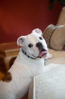 Picture of english bulldog puppy with paws up on couch