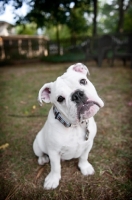 Picture of english bulldog puppy with tilted head