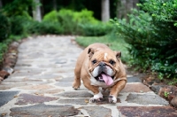Picture of english bulldog running
