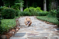 Picture of english bulldog running