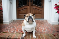 Picture of english bulldog sitting on porch with eyes closed