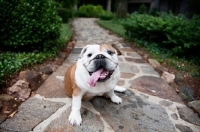 Picture of english bulldog sitting on stone path