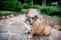 Picture of english bulldog sitting