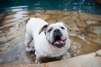 Picture of english bulldog smiling in swimming pool