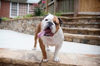 Picture of english bulldog smiling with tongue out