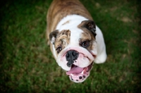 Picture of english bulldog smiling