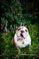 Picture of english bulldog smiling