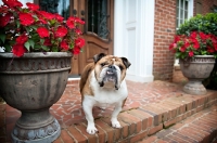 Picture of english bulldog standing next to flower pot
