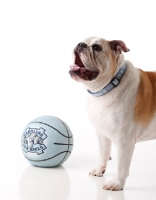 Picture of English Bulldog standing next to ball