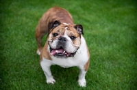 Picture of english bulldog standing on grass