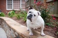 Picture of english bulldog standing on ledge