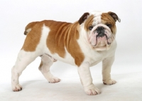 Picture of English Bulldog standing on white background