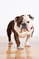 Picture of English Bulldog standing on wooden floor