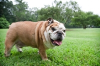 Picture of english bulldog standing
