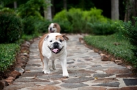 Picture of english bulldog walking toward camera
