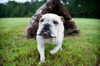 Picture of english bulldog walking with tongue curled