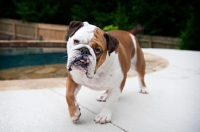 Picture of english bulldog walking