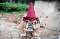 Picture of english bulldog wearing hat