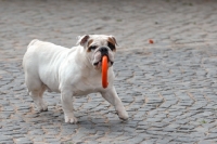 Picture of English Bulldog with a ring