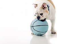 Picture of English Bulldog with ball