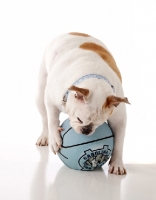 Picture of English Bulldog with ball