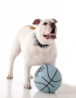 Picture of English Bulldog with ball