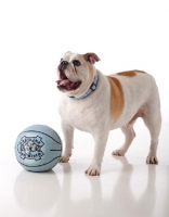 Picture of English Bulldog with ball