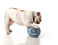Picture of English Bulldog with ball