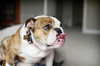 Picture of english bulldog with tongue out