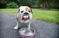 Picture of english bulldog with tongue out standing by water bowl