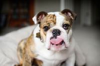 Picture of english bulldog with tongue out