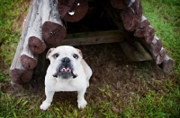 Picture of english bulldog with wrinkled tongue