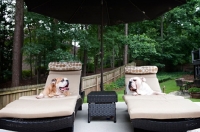 Picture of english bulldogs sitting on chaises looking at each other