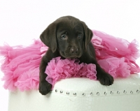 Picture of English chocolate labrador retriever puppy lying on dress