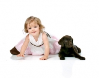 Picture of English chocolate labrador retriever puppy with small child