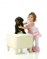 Picture of English chocolate labrador retriever puppy with small girl