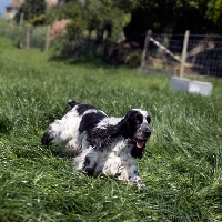 Picture of english cocker spaniel,  sh ch coltrim mississippi gambler, racing through grass