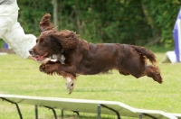 Picture of English Cocker Spaniel, agility