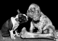 Picture of English Cocker Spaniel and Boston Terrier puppy with bone