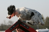 Picture of English Cocker Spaniel at trial