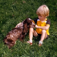 Picture of english cocker spaniel being stroked by little boy