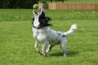 Picture of English Cocker Spaniel catching ball