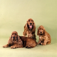 Picture of english cocker spaniel family in studio