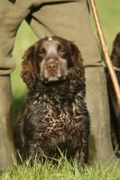 Picture of English Cocker Spaniel in countryside